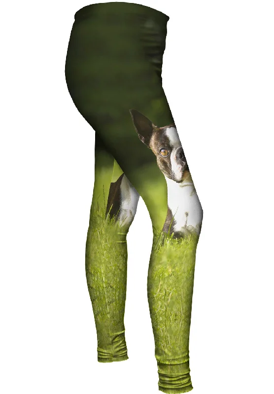 Youthful Giddy Boston Terrier